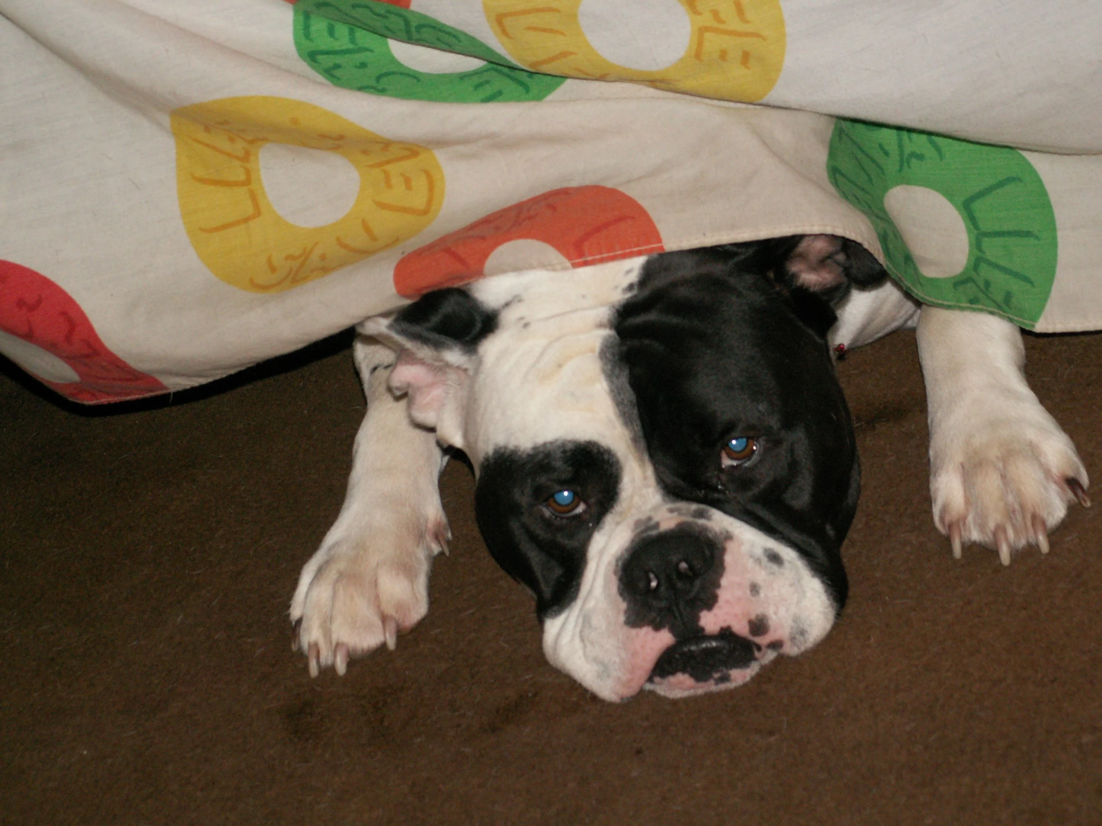 a dog peeking under a blanket on the floor