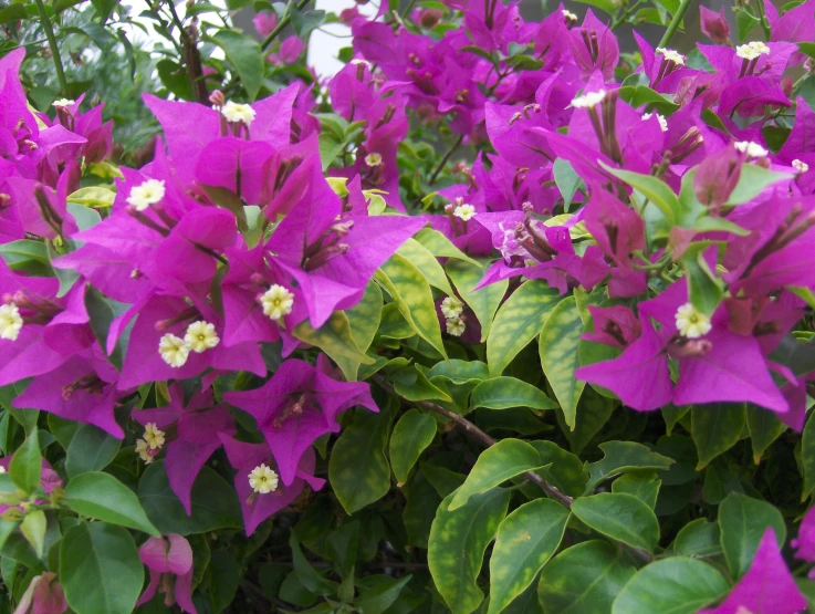 purple flowers with white blooms blooming on a bush