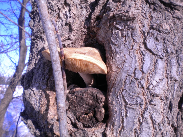 a mushroom sitting in the middle of a tree trunk