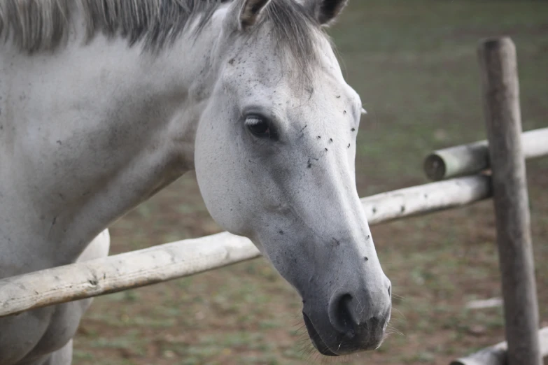 a horse is standing behind a white fence