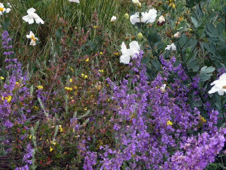 this is a very colorful flower field of flowers