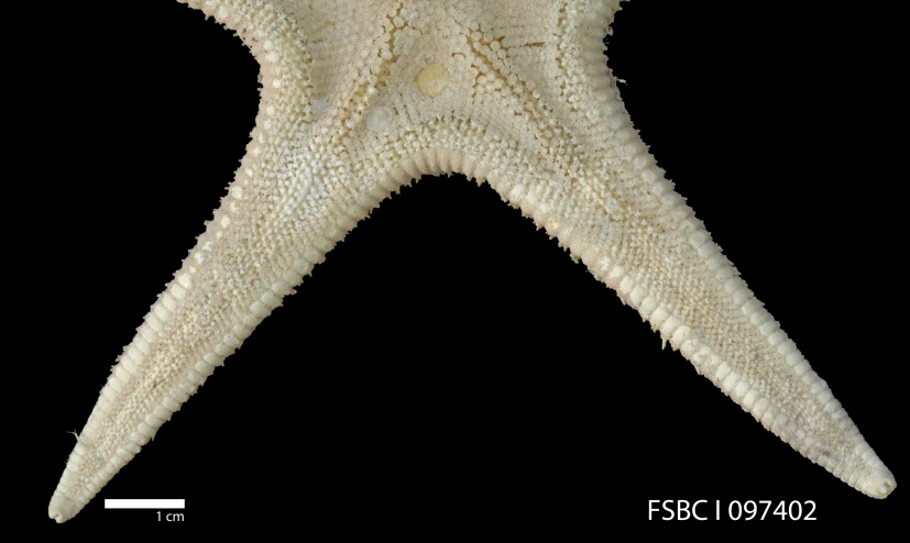 the underside of a giant starfish at night