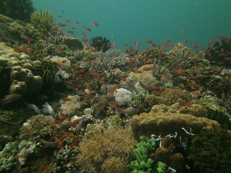 underwater scene of fish and corals on the ocean floor