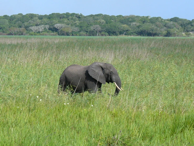 an elephant in tall grass near a forest