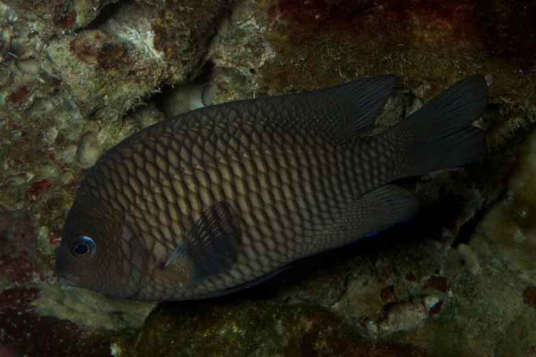 a dark colored fish sitting on some rock