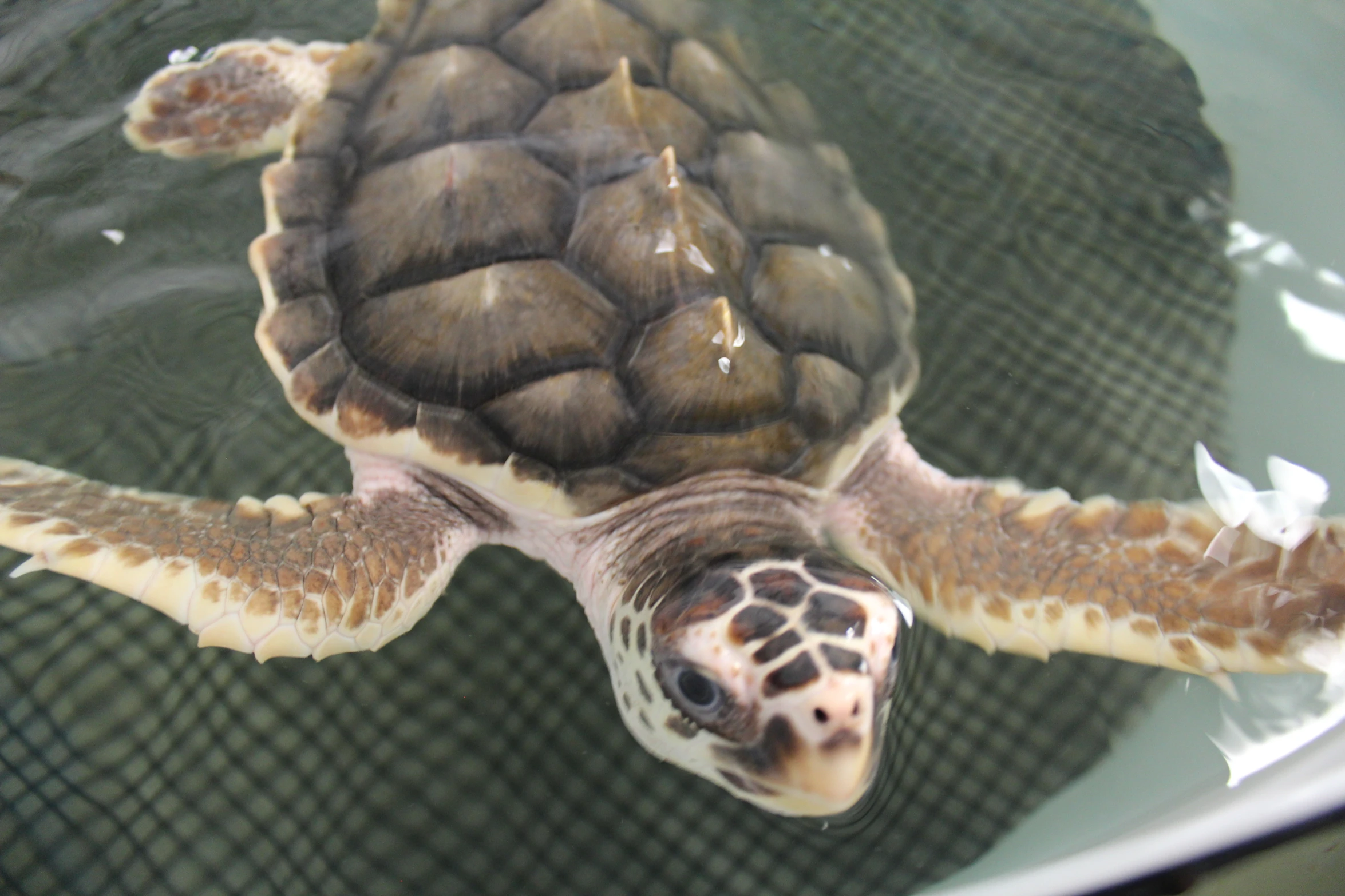 a turtle swimming through a pond on top of water