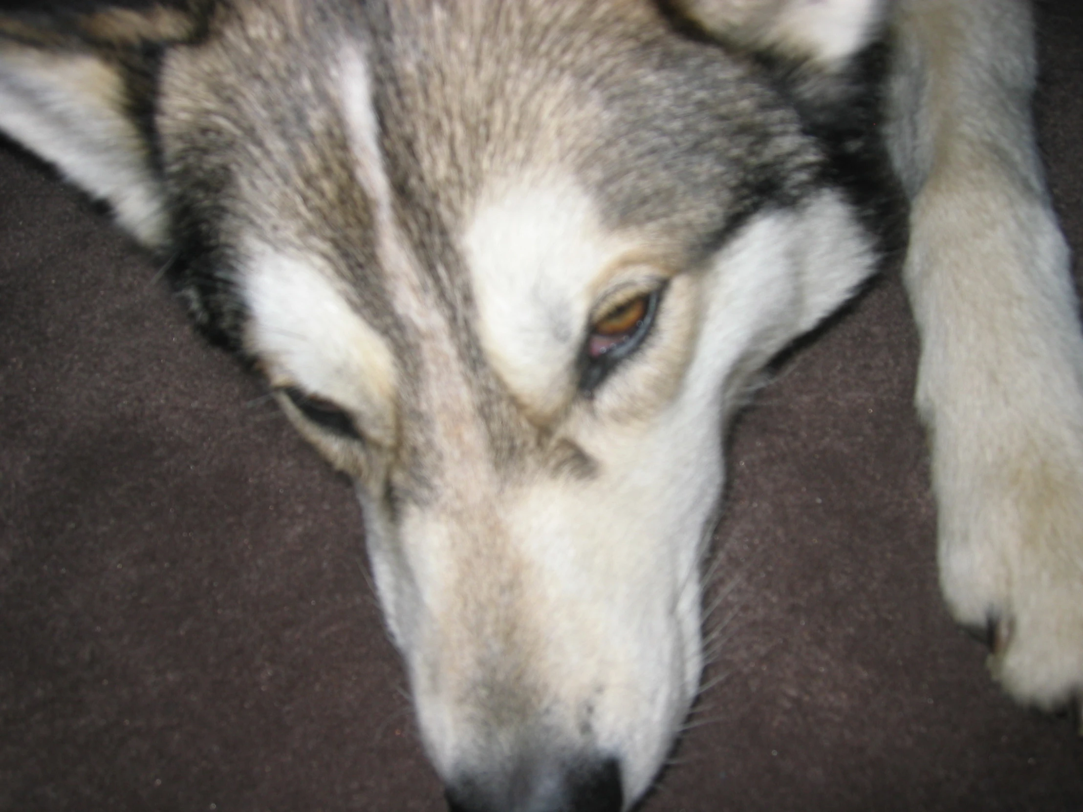 the face of a dog lying on top of a carpet