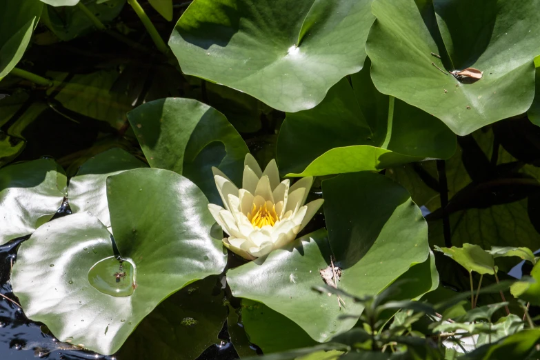 a lotus flower with water droplets in a pond