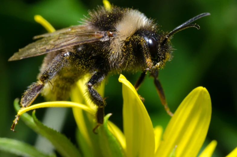 a bee sitting on top of yellow flowers