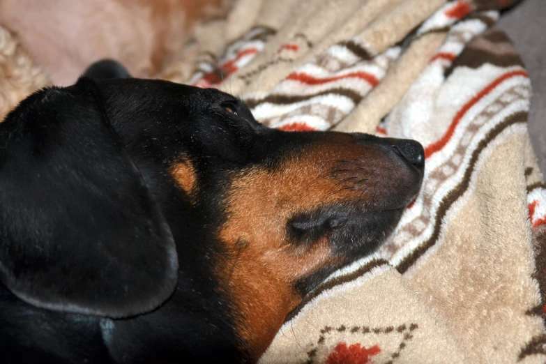 a dog laying on a blanket while sleeping