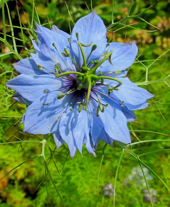 a blue flower with lots of green leaves