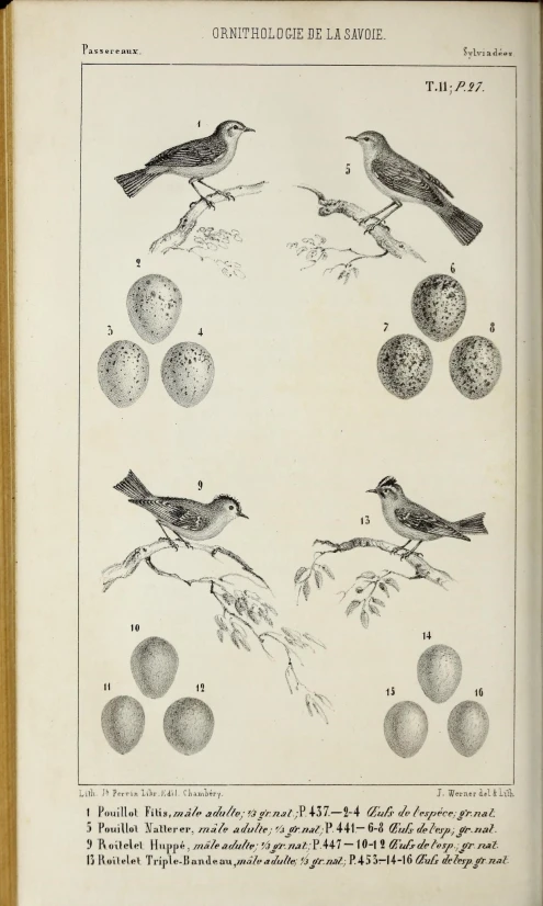 the diagrams show birds on several nches of an apple tree