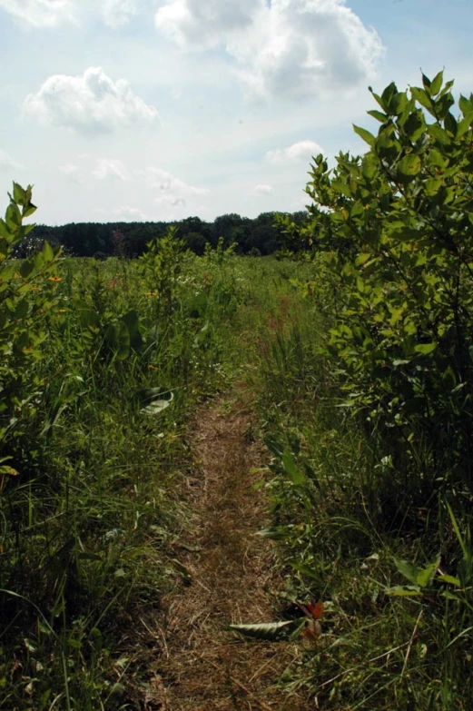 a field filled with lots of tall green trees