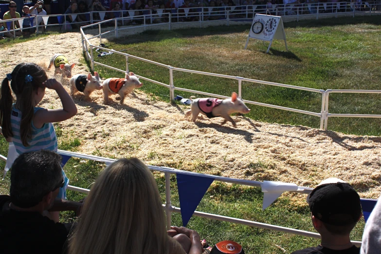 a small group of people watching pigs in a pen