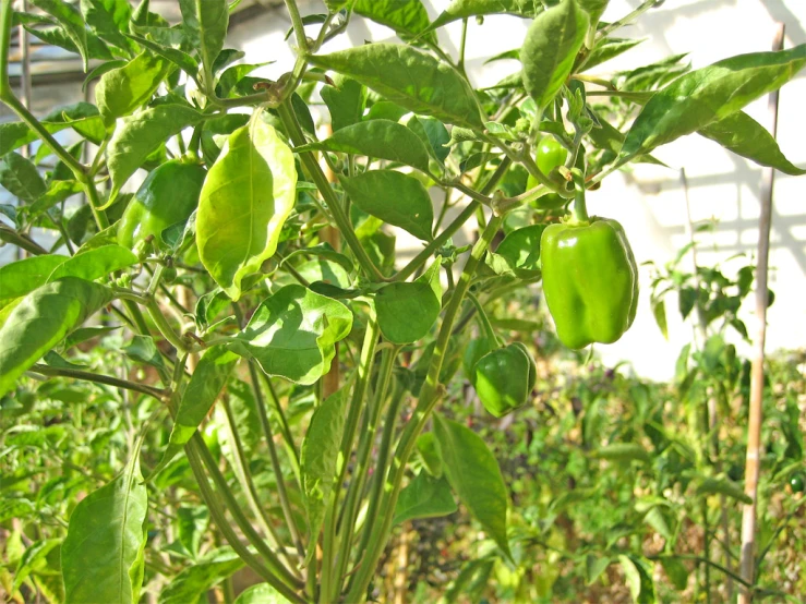 some green peppers on some plants in a yard