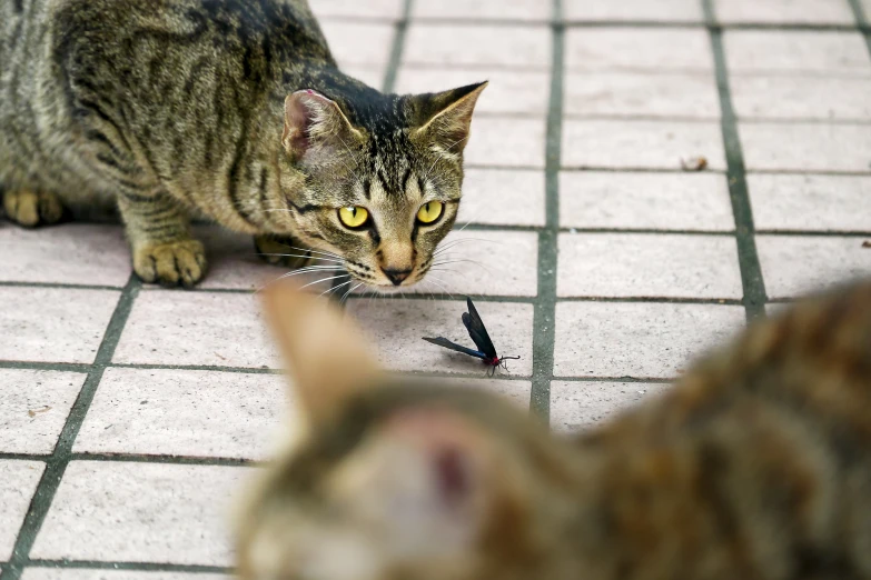 a cat is looking at a bird that is lying on the floor