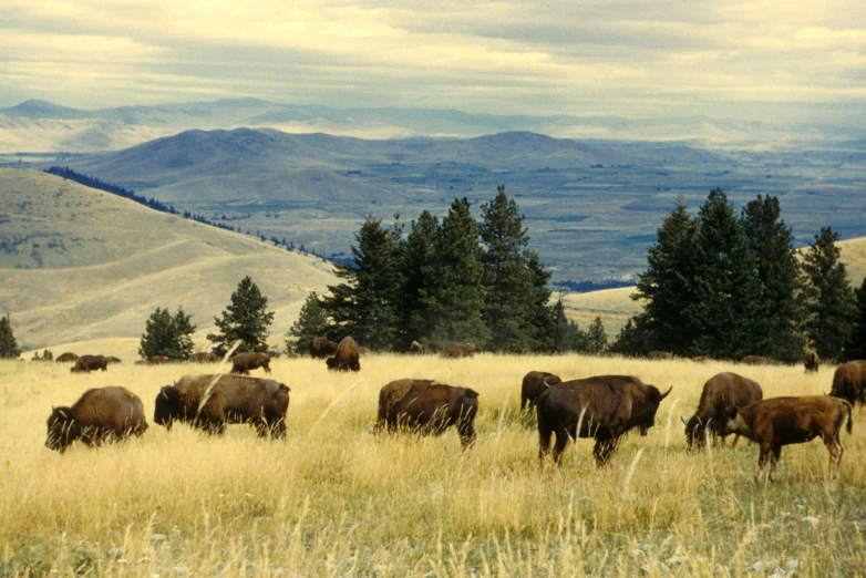 a herd of brown cows grazing in a field with hills and clouds in the background