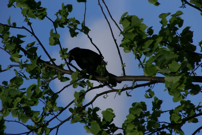 the bird is perched on the nch of the tree