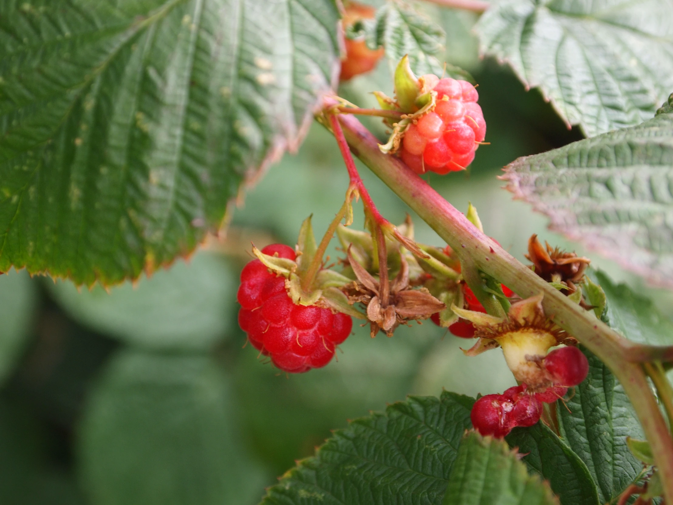 berries that have been picked out of a bush