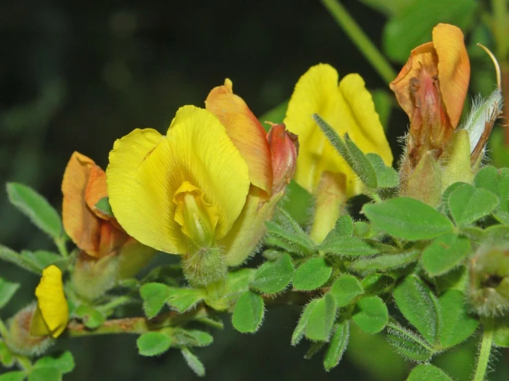 three yellow flowers are blooming next to leaves