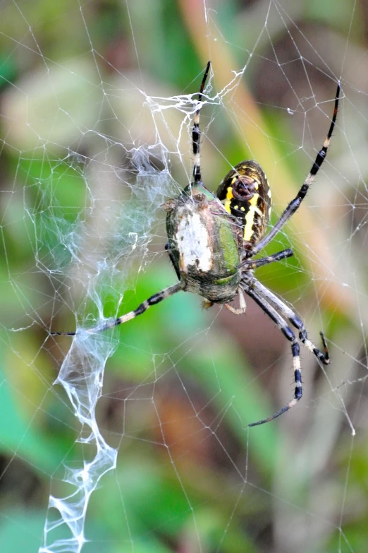 a large spider is sitting in the middle of its web