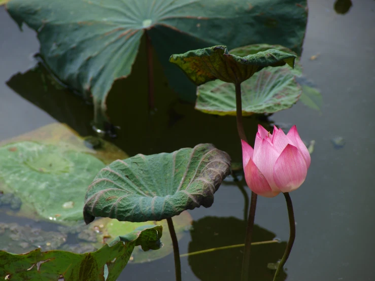 two pink lotus flowers with leaves in water