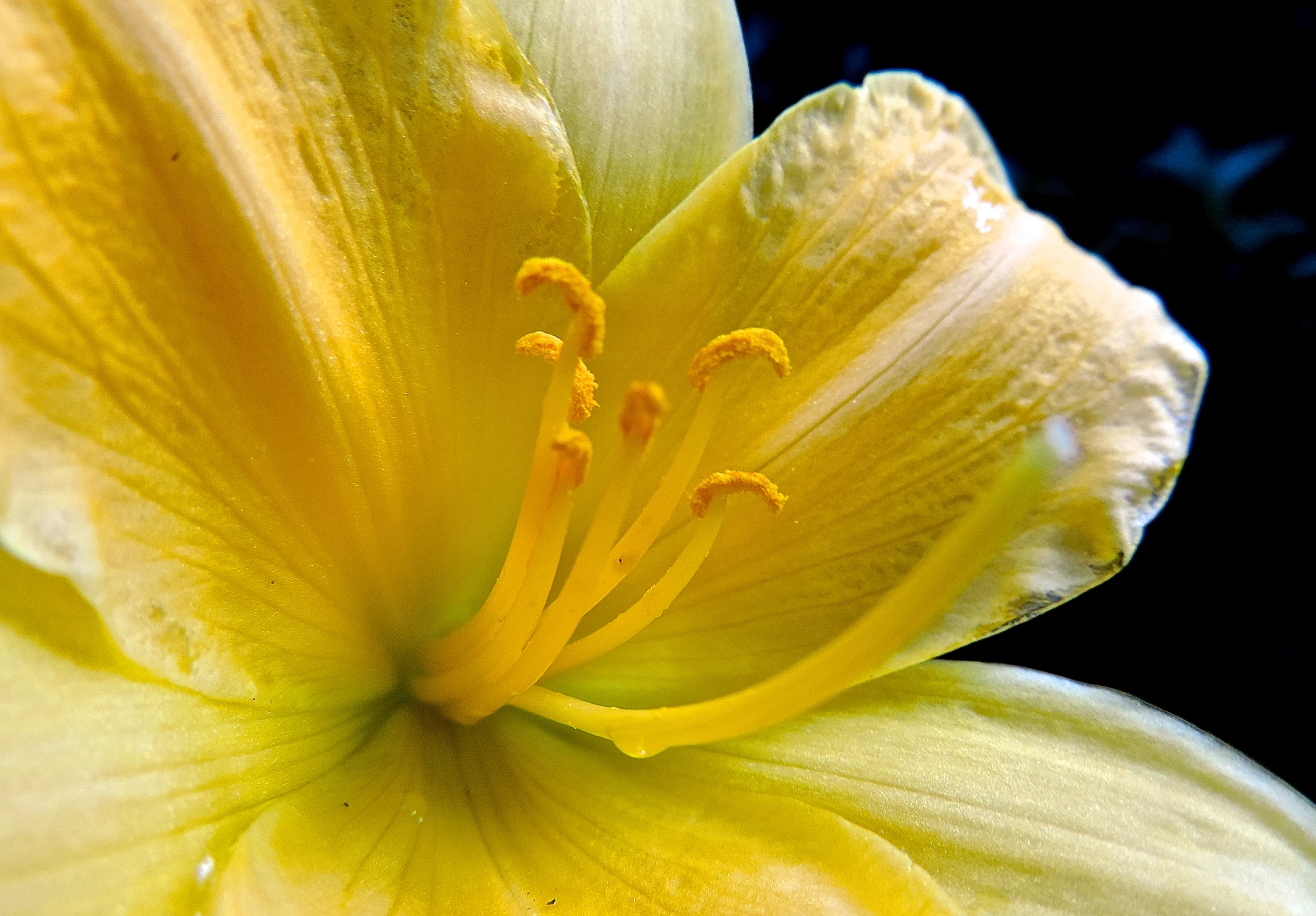 a yellow flower sitting on the stem of a plant