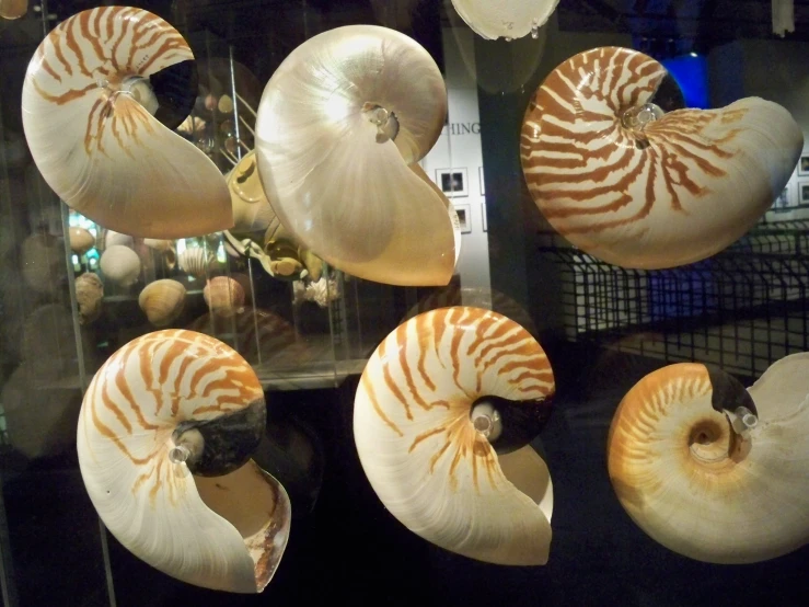 a group of large shells mounted on a wall