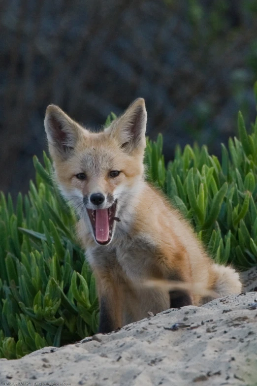 a fox cub looks to be in the grass