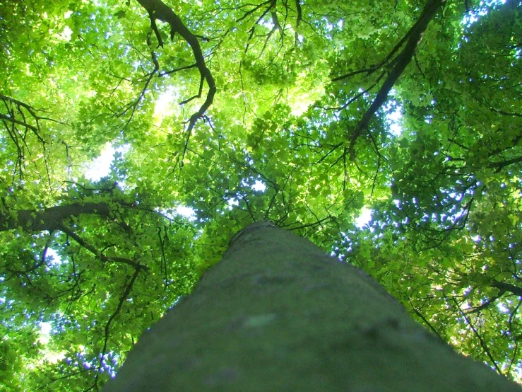 a tall, tall tree looking up into the sky