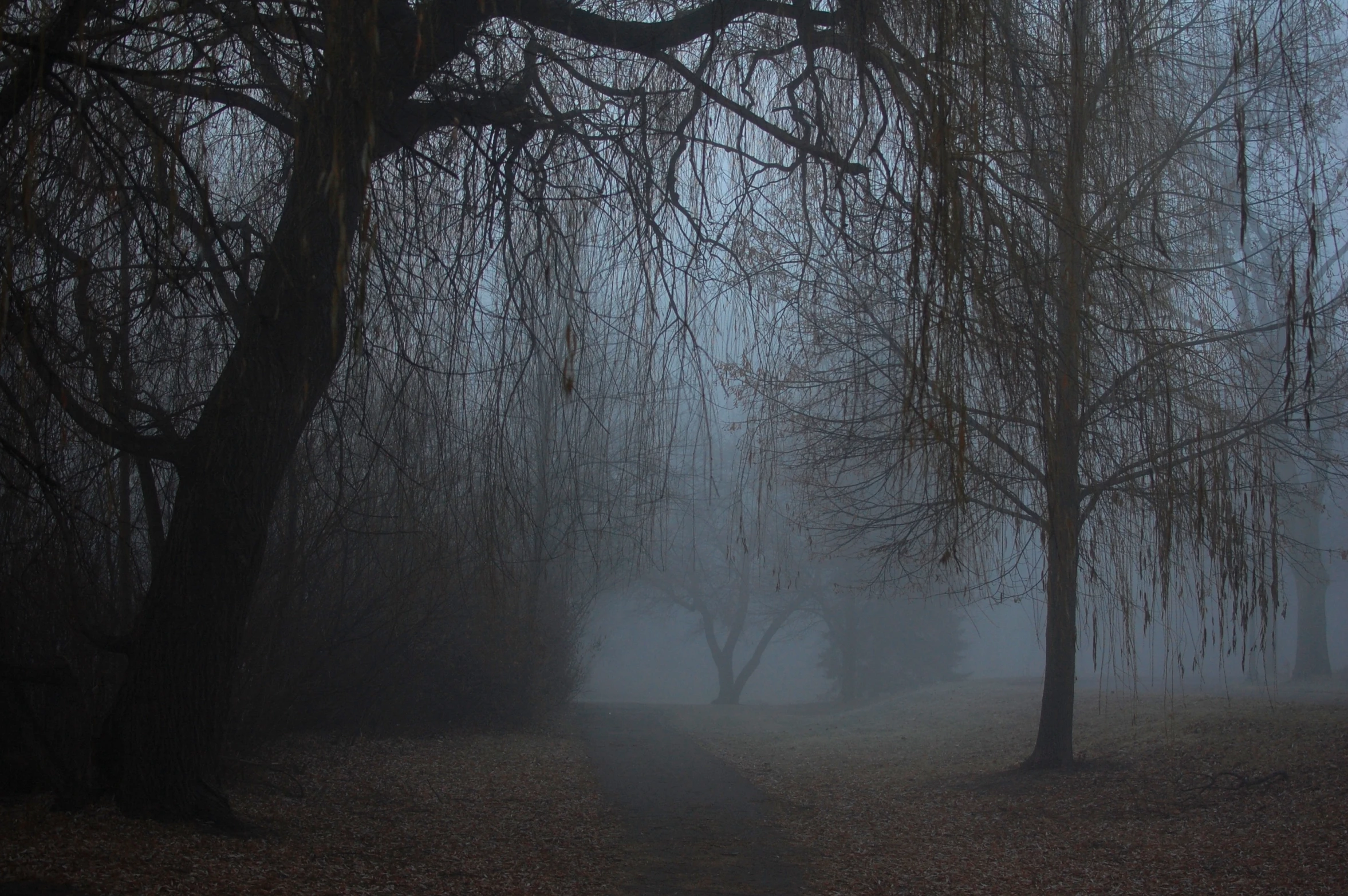 a pathway through a misty woods covered in leaves