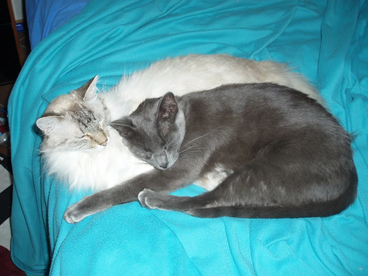 two cats are sleeping together on a blue blanket