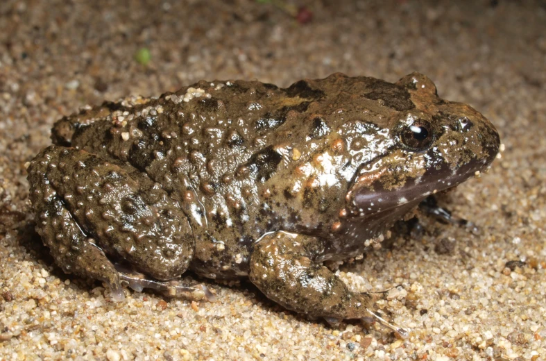 a close up of a frog on a beach