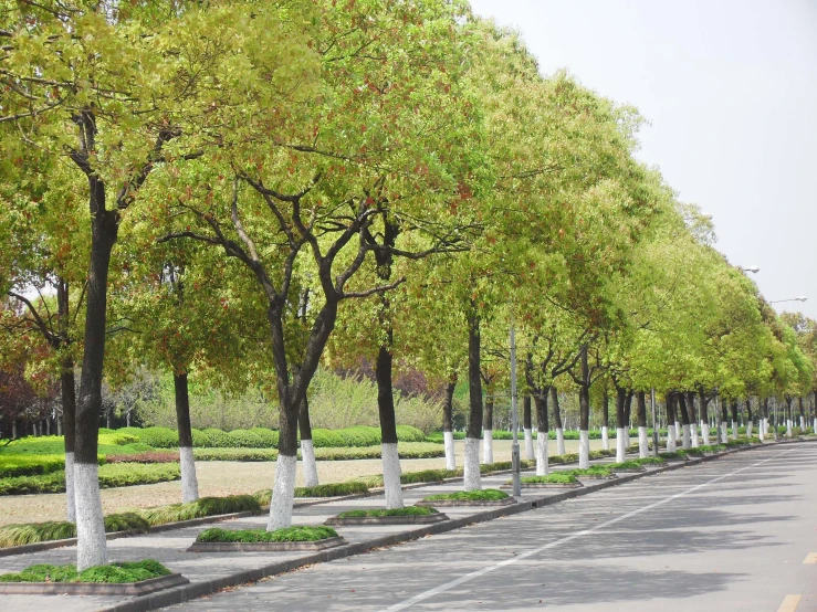 trees line a street in an otherwise open space