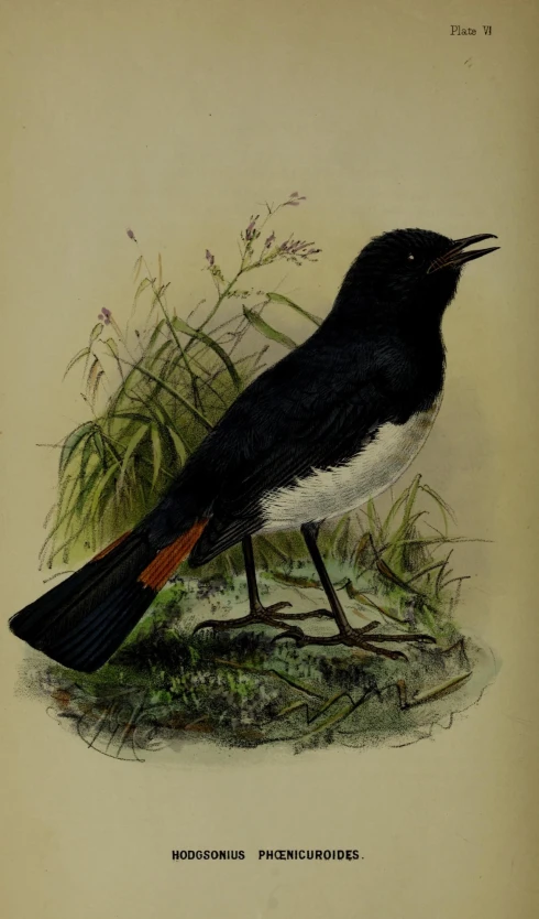 an antique print of a bird sitting on top of grass