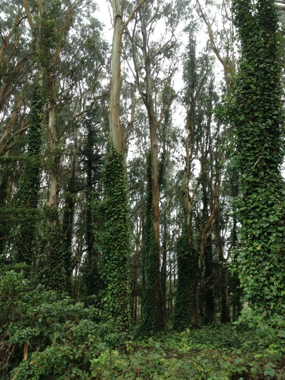 a green field filled with lots of trees