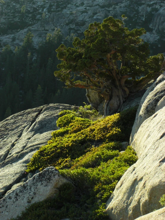 a tree on the rocks on a mountain