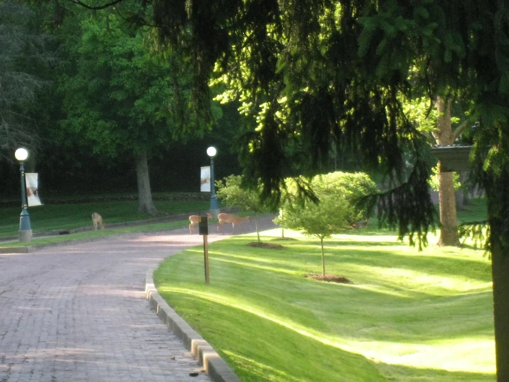 the view of a paved road and street light in a park