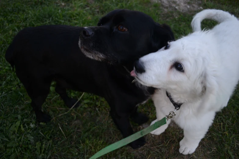 two dogs one is black and the other white