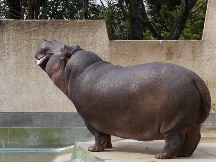 a hippopotamus with its mouth open while standing next to a small pool