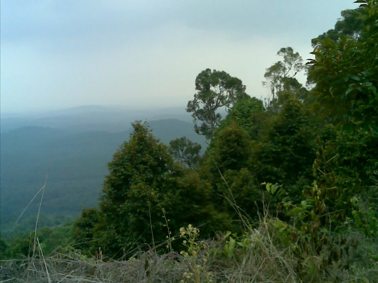 a wooded area of trees with a view of some mountains