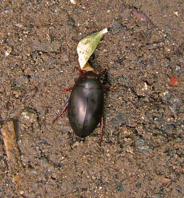 a close up of an insect on the ground