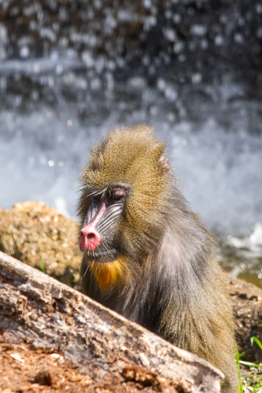 a monkey with its mouth open sitting by rocks