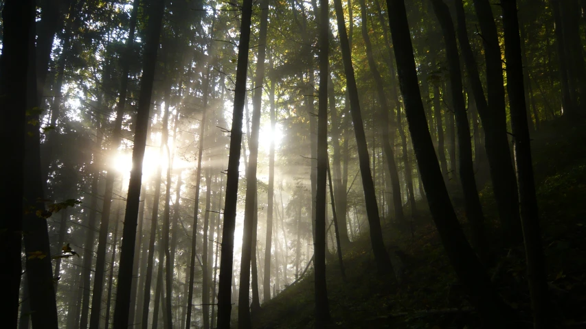 the light comes through the trees into the woods