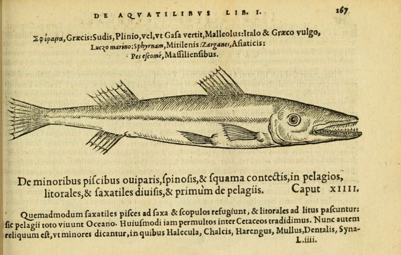 an image of an ancient fish on paper