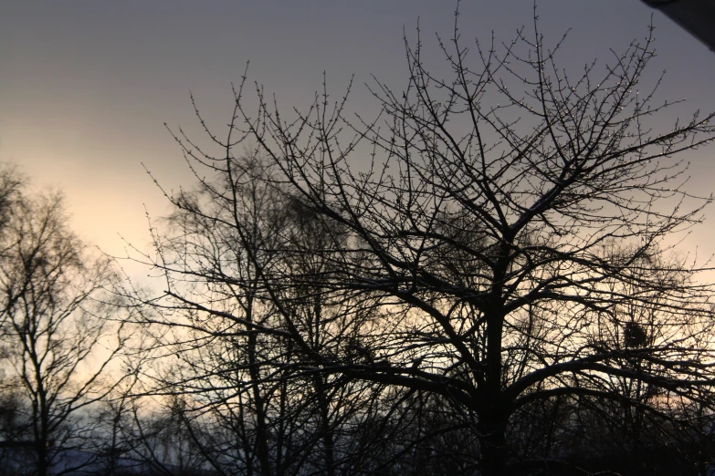 bare tree nches with gray sky background