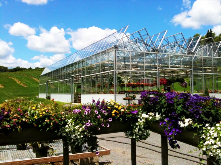 plants and flowers sit in large flower pots on benches