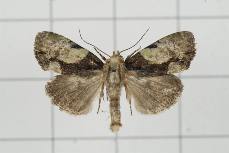 a brown erfly with black spots on its body and back