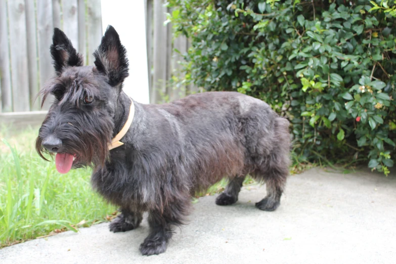 a dog that is standing outside by bushes