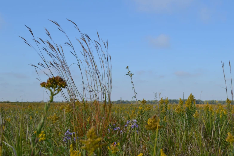 a tall flower sitting in the middle of a field